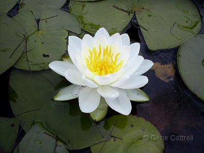 Water Lily.jpg
